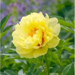 Double Yellow Peony Bulb - Large Root 2-3 Eyes - Bareroot Perennial