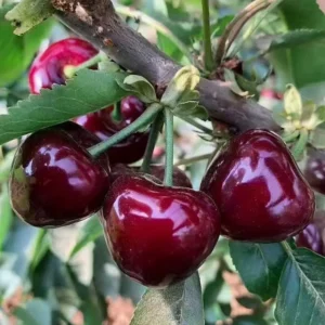 2 Black Rum Cherry Trees 2 Feet Tall Sweet Fruit Ready to Plant, Mountain Cherry