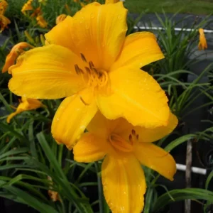 Buttered Popcorn Daylily 3 Root Fans - Fragrant Yellow Summer Blooms
