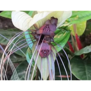 Live White Bat Flower Plant - Tacca Integrifolia Plant -Exotic Orchid - 6 Inch Pot - No Pot Included