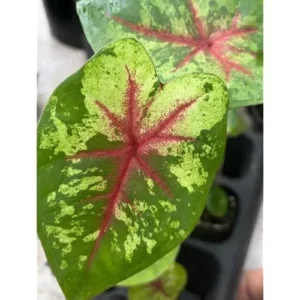 2 Caladium Bulbs - Green Pink White Tricolor - Tropical Shade Plant