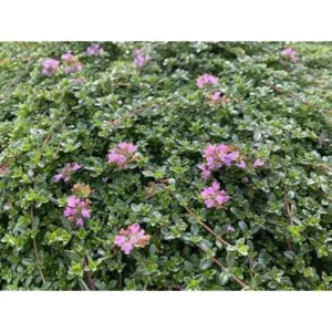 Pink Creeping Thyme - 5 Live Mother of Thyme Plants - 3 to 6 Inches - Perennial Groundcover