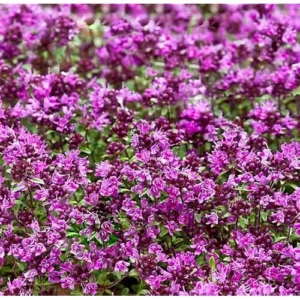 5 Red Creeping Thyme Plants - Live Ground Cover - 4 Inch Pots