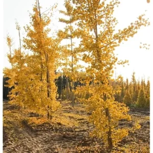 Ginkgo Biloba Tree - Bare Root Maidenhair Tree - 18 to 24 Inches Tall