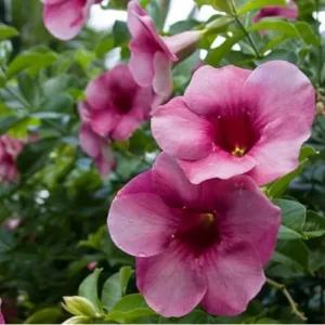 Purple Allamanda Plant, Cherries Allamanda Bush, Ready to Grow