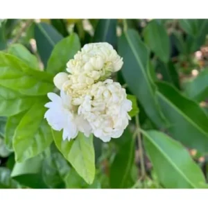 Grand Duke Jasmine Plant - 1 Feet Tall Gallon Pot, Double White Blooms