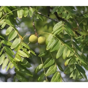 Black Walnut Trees - 18-24 Inch Bare Root - Hardy and Nut-Producing