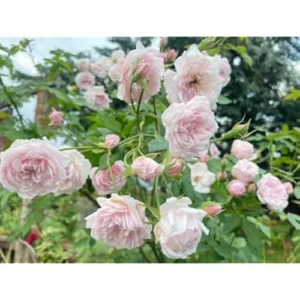 Light Pink Climbing Rose Plant - 1 to 2 Feet Tall - Perennial Shrub