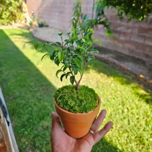 Miniature Ficus Bonsai Tree - 4in Pot - Lush Moss Base - Terracotta Pot