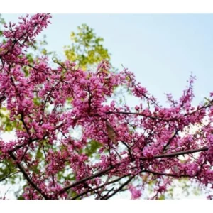 3 Eastern Redbud Trees - 2 to 3 Feet Tall Bare Roots - Hardy Pink Purple Flowers