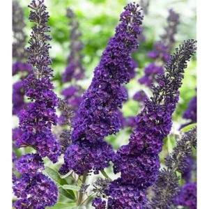 Black Knight Butterfly Bush Live Plant 4-6" Tall | Buddleia Flowers |