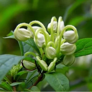 2 Live Clerodendrum Plants Clerodendrum Musical Note Plant- 4 Inch Pot - White Flowering Shrub - Ships No Pot