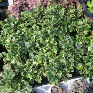 Ficus Triangularis Variegated - 2in Pot - Rare Indoor Plant