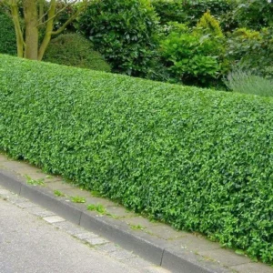 5 North Privet Shrub Bare-root 12-18 Inch Tall - Fast Growing Cold Hardy Hedge