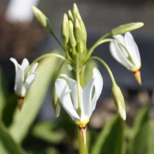 5 Shooting Star Live Plant (Dodecatheon meadia) Bare-root, Spring Blooming Native Plant, White or Pink Flowers