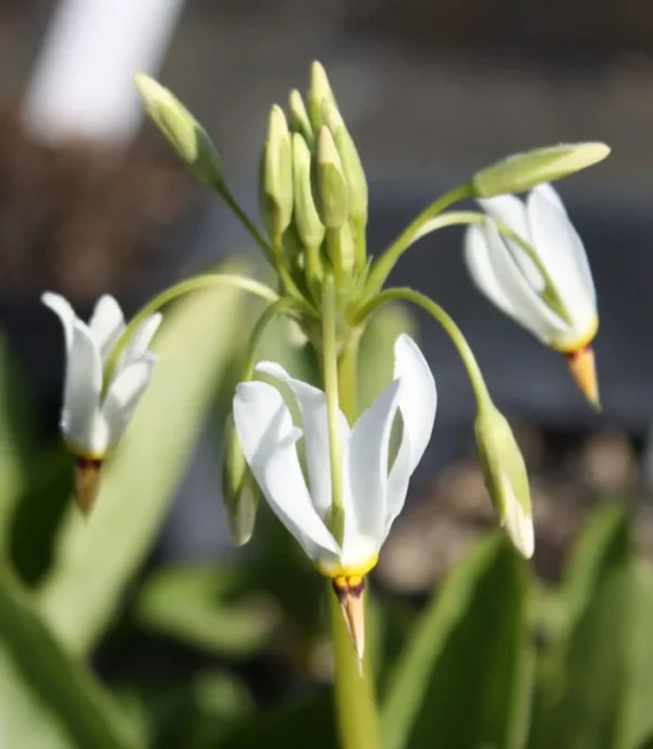 5 Shooting Star Live Plant (Dodecatheon meadia) Bare-root, Spring Blooming Native Plant, White or Pink Flowers