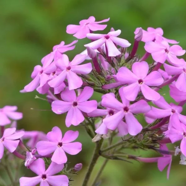 5 Sweeet William Phlox Maculata Bulbs - Premium Perennial Flower Bulbs for Garden