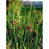 50 Egyptian Walking Onions Bulbs - Medium Size, Perennial, Heirloom Variety