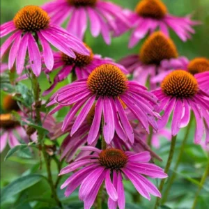 50 Purple Coneflower Echinacea Plants Roots, Hot Pink Blooms, Perennial, Pollinator-Friendly