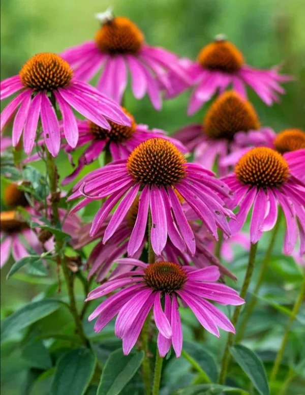 50 Purple Coneflower Echinacea Plants Roots, Hot Pink Blooms, Perennial, Pollinator-Friendly