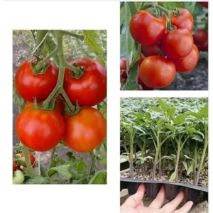 Early Girl Tomato Plants - 4 to 6 Inch Tall, Red Tomatoes