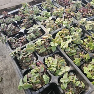Calico Kitten Crassula - Trailing Succulent - 2in Pot - Vibrant Foliage