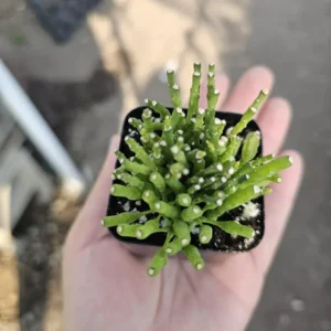 Dancing Bones Succulent - Hatiora Salicornioides - 2in Pot - Indoor Plant