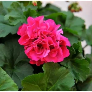 Live Geranium Plant - 4-6 Inch - Fuchsia Blue Flowers - Hardy & Fragrant- Geranium Pelargonium Plant