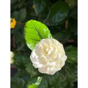 Grand Duke Jasmine Plant - 1 Feet Tall Gallon Pot, Double White Blooms