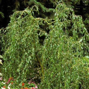 2 Corkscrew Willow Trees | Bare-root | Twisted Willow Branches | Fast-Growing