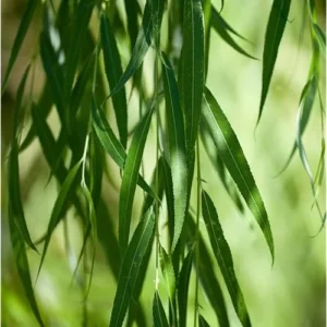 3 Green Weeping Willow Trees - Outdoor Bare Root Plants 3 to 4 Ft Tall