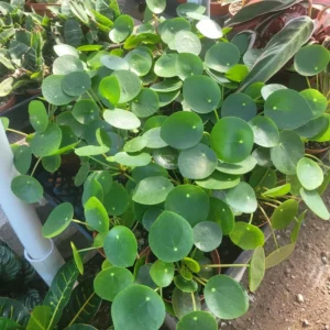 Pilea Peperomioides – Chinese Money Plant – UFO Plant – Easy-Care – 2in Pot