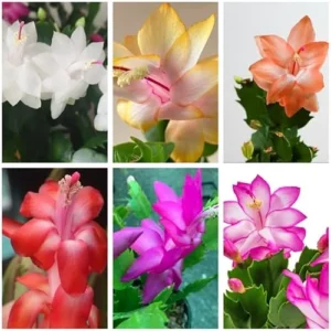 6 Assorted Christmas Cactus Plants - 4 to 6 Inch Live Schlumbergera - Vibrant Colors