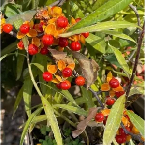 American Bittersweet Vine - 12 to 18 Inches Bare Root - Climbing Plant