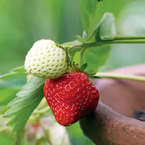 Sweet Strawberry Plants - Red Strawberry Plants - 4 Pack - 2.5