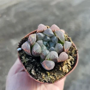 Haworthia Cooperi Purple - Unique Translucent Succulent 2in Pots