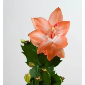 2 Orange Christmas Cactus Plants - 4 to 6 Inches - Live Schlumbergera