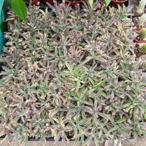 Kalanchoe Pink Butterfly - Rare Variegated Succulent - 2in Pot