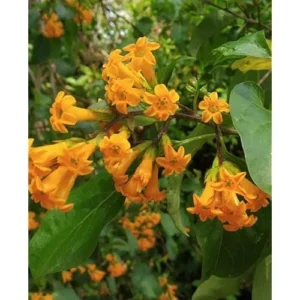 2 Orange Zest Jasmine Live Plants 4 Inch Pot Orange Flower Jasmine Plants Fragrant Night Blooming Jasmine