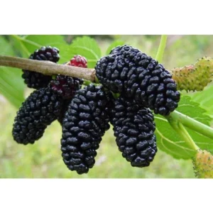 2 Live Red Mulberry Trees 12-18 Inch Tall Self Pollinating Sweet Fruit