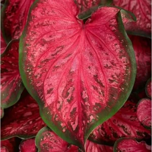 4 Caladium Bulbs for Planting - Scarlet Flame Variety, Vibrant Red and Green Foliage