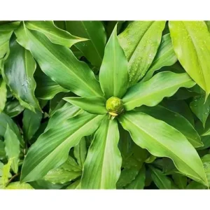 3 Insulin Plants 4-6