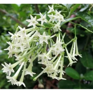 Night Blooming Jasmine Plant - 1 to 2 Feet Tall, Fragrant Jessamine Bush