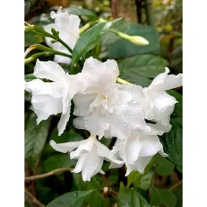 Crape Jasmine Plant - 1 to 2 Feet - White Flowers - Gallon Pot