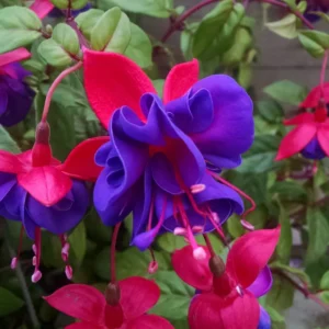Fuchsia Dark Eyes Live Plant - - Lantern Flower Plant - Fuchsia Flower Plant 5 to 8 Inch Tall