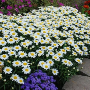 Leucanthemum Snowcap - Shasta Daisy - Starter Plant - Perennial