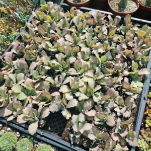 Kalanchoe Stained Glass Pink - Rare Variegated Succulent - 2in Pot