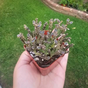Kalanchoe tubiflora Succulent - Mother of Millions - 2in Pot - Rare Easy-Care Plant