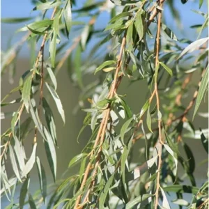 Weeping Willow Tree - 2 to 3 Feet Bare Root - Green and Hardy