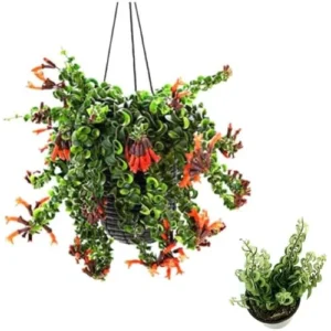 Curly Lipstick Plant 3" Pot Red Aeschynanthus Hanging Indoor Plant